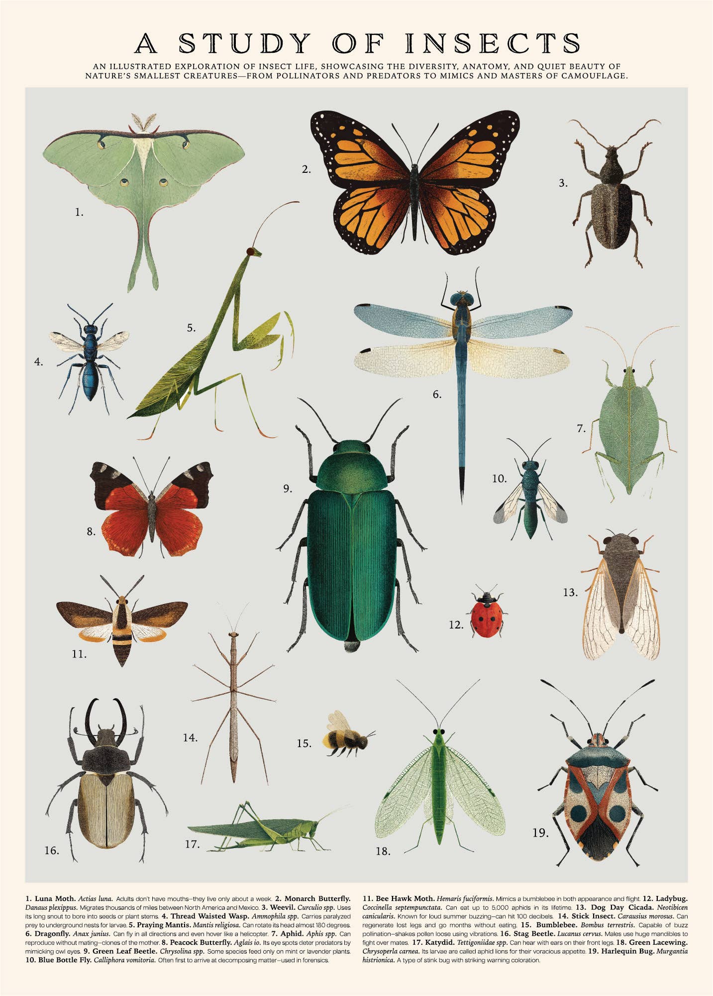 123 Farm - 500 Pc. Insects Puzzle