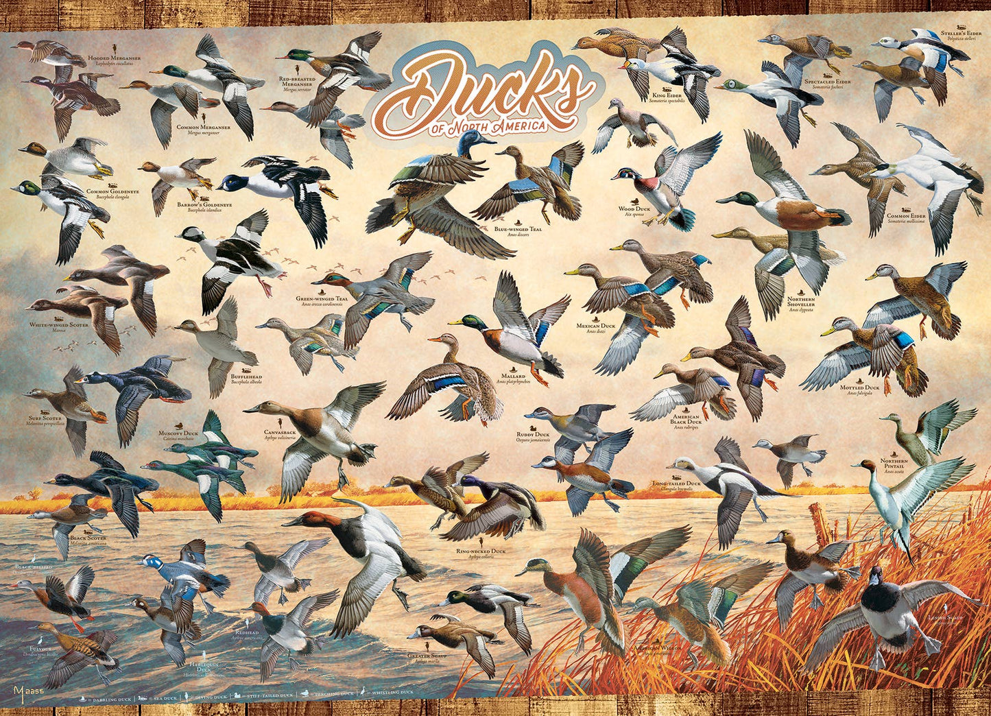 Outset Games and Cobble Hill Puzzles - Ducks of North America 1000pc puzzle