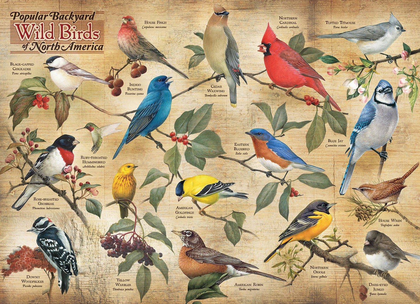 Outset Games and Cobble Hill Puzzles - Popular Backyard Wild Birds of North America 1000pc puzzle