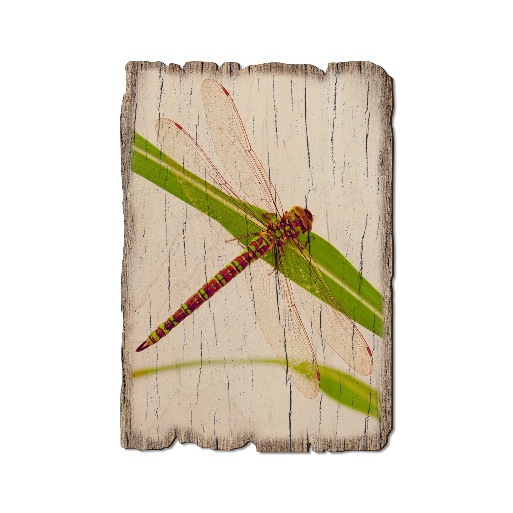DaydreamHQ - Green Dragonfly -  Rustic Wood Insect Postcards